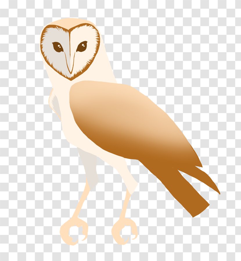 Owl Beak Neck Clip Art - Bird Transparent PNG