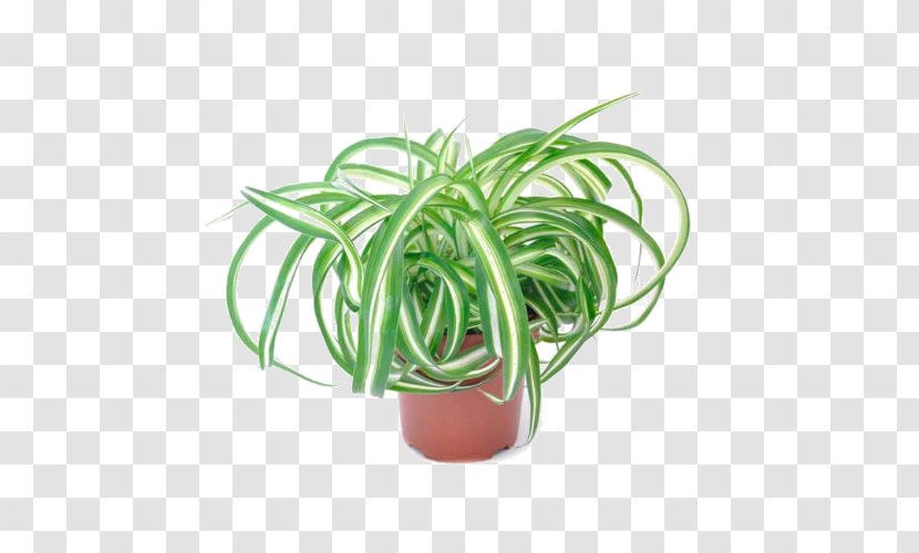 Chlorophytum Comosum Houseplant Ornamental Plant Flower - Green Transparent PNG
