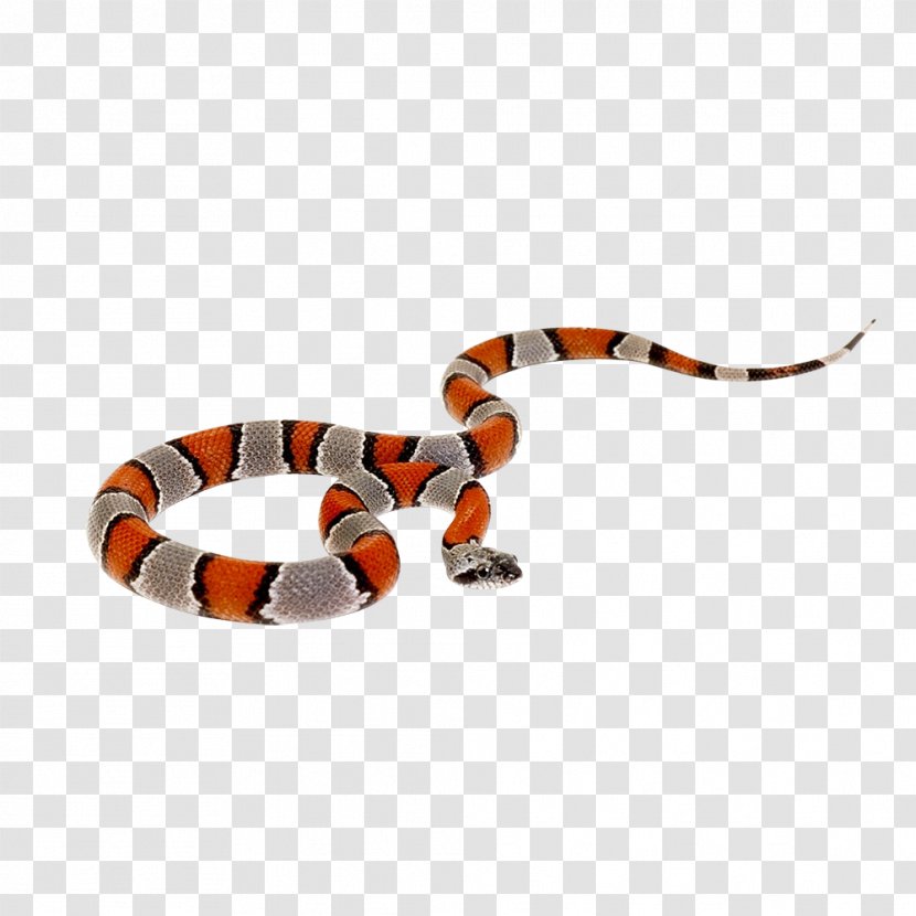 Snake Reptile King Cobra Boinae Transparent PNG