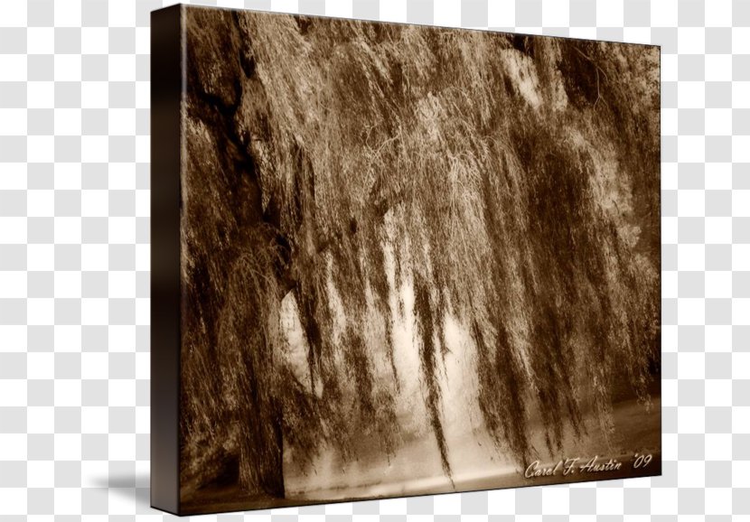 Gallery Wrap Weeping Willow Canvas Wood Art Transparent PNG