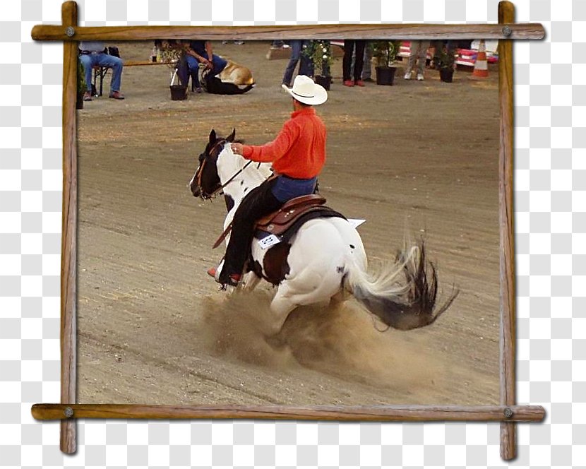 Stallion Rodeo Rein Mustang Mare - Bridle Transparent PNG