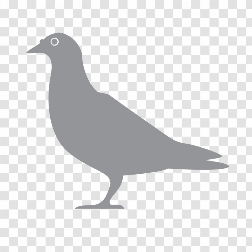Pest Exterminator Beak Bird Pigeons And Doves - Silhouette - Logo Transparent PNG