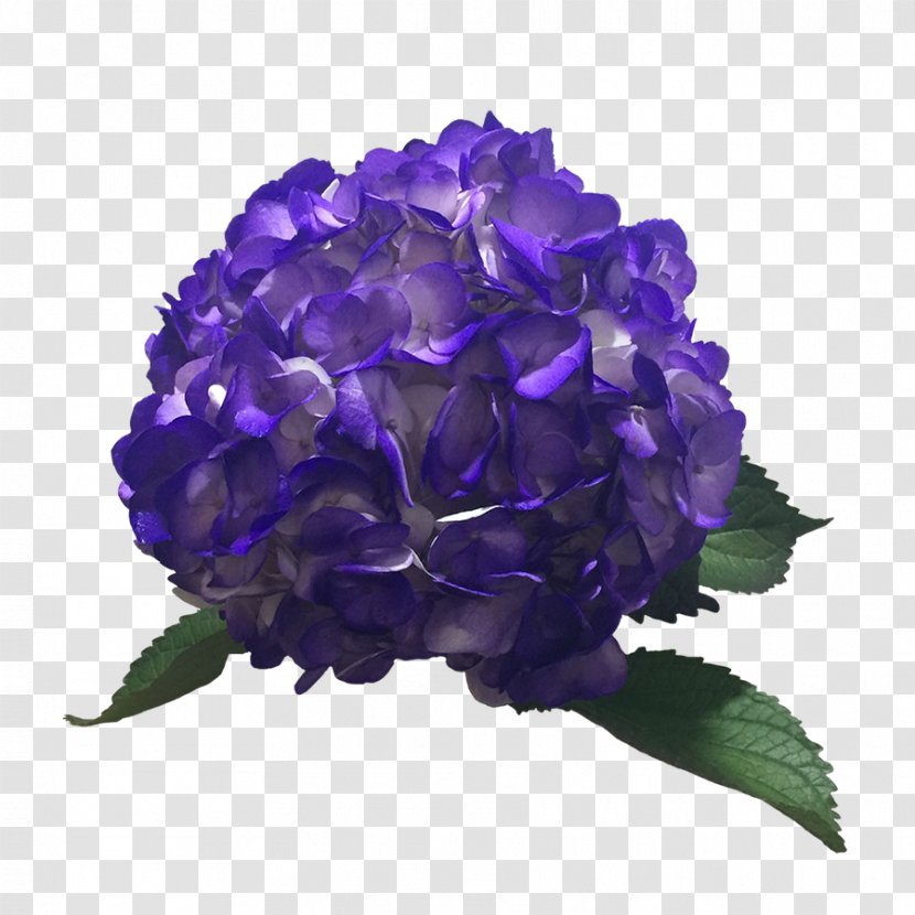 Hydrangea Color Purple Lavender Blue Transparent PNG