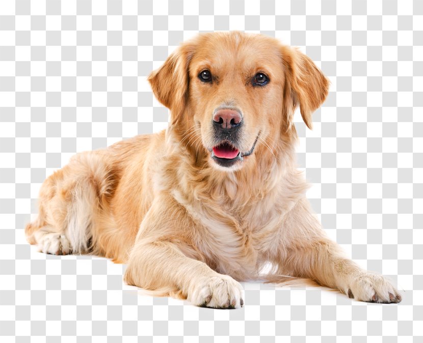 Golden Retriever Labrador Puppy Purebred Dog Pet Sitting - Animal Rescue Group Transparent PNG