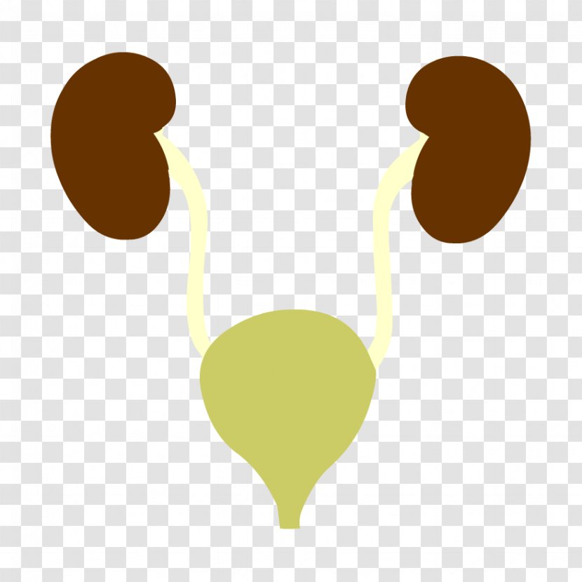 Excretory System BrainPop Reproductive Human Body Anatomy - Science Transparent PNG