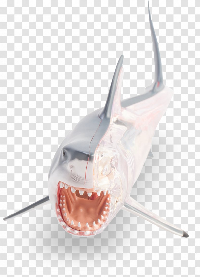 Great White Shark Anatomy Fish - Frame - BABY SHARK Transparent PNG
