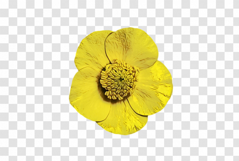 Petal Flower Yellow Transparent PNG