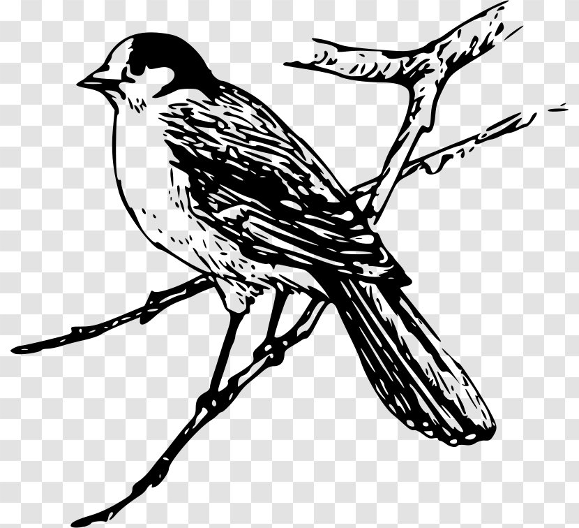 Bird Blue Jay Royalty Free Clip Art Black And White Transparent Png