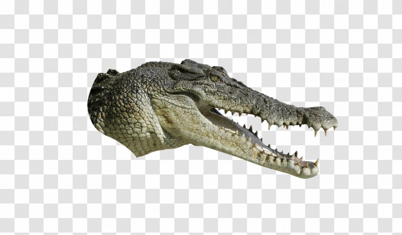 Crocodiles Tyrannosaurus - Fennec Fox - Alligator Transparent PNG