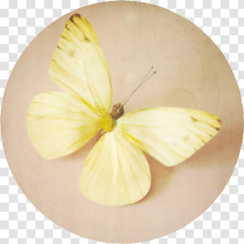 Pastel Light Aesthetics Color Yellow - Moth - Ink Droplets Plant Sunshine Transparent PNG