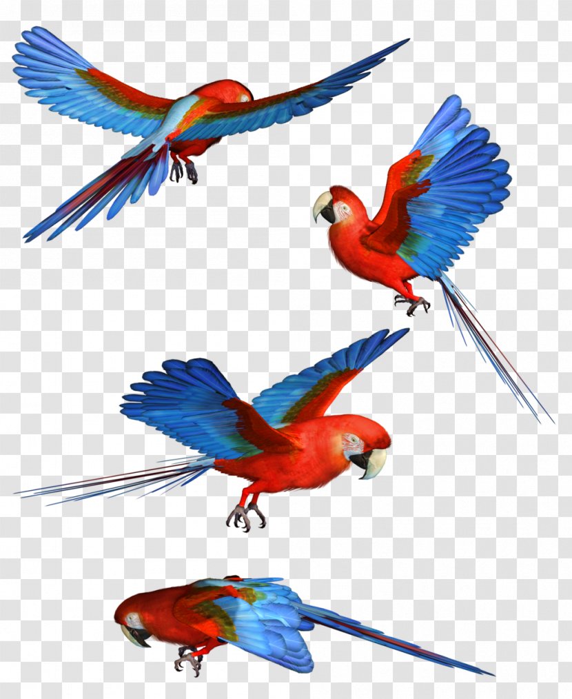Parrot Macaw Clip Art - Illustration - Hd Transparent PNG