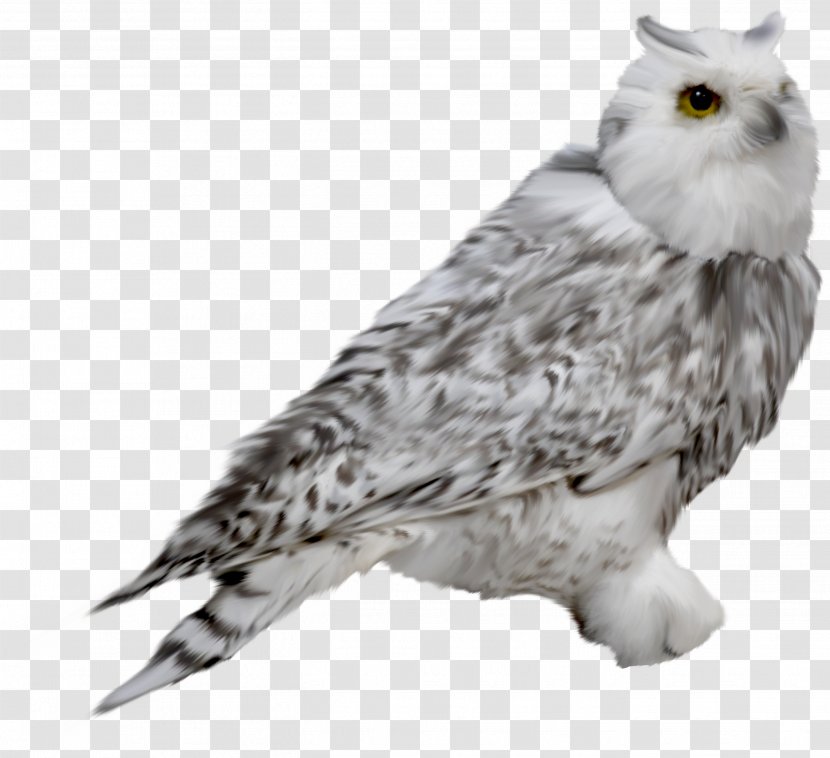Snowy Owl Drawing Clip Art Transparent PNG