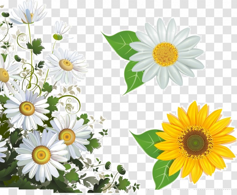 Common Daisy Flower Picture Frame Stock Photography Clip Art - Sunflower - White Chrysanthemum Transparent PNG