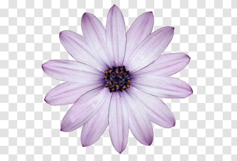 Flower Desktop Wallpaper Common Daisy Purple White - Chrysanths Transparent PNG