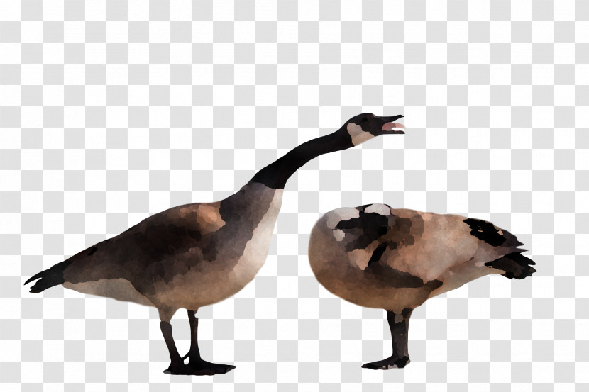 Goose Wild Animal Transparent PNG