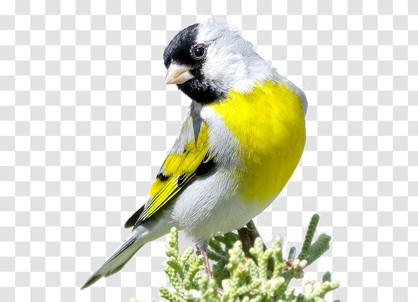 Domestic Canary Bird European Goldfinch Eurasian Siskin Red Transparent PNG