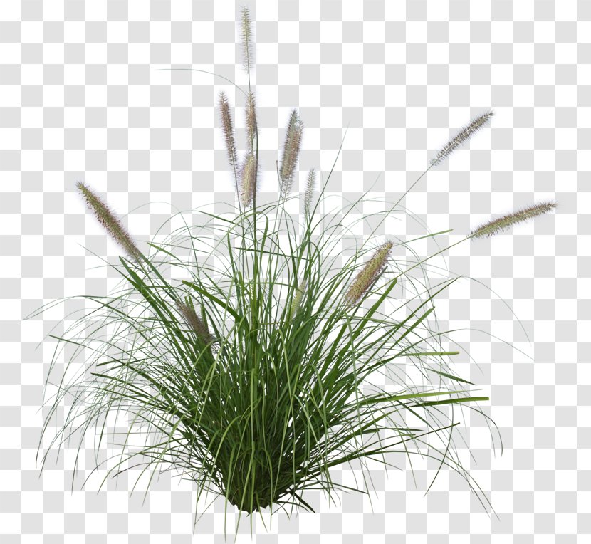 Pennisetum Alopecuroides Ornamental Grass Purple Fountain Japanese Forest - Herb Transparent PNG