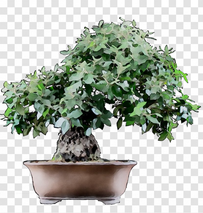 Chinese Sweet Plum Tree - Houseplant - Bonsai Transparent PNG