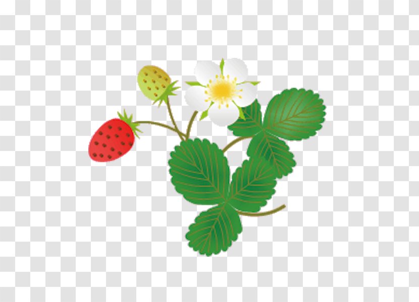 Image Clip Art Blog Computer File - Editing - Strawberry Leaf Transparent PNG