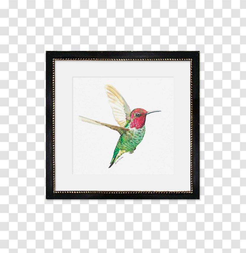 Fauna Picture Frames Hummingbird M Beak Feather Transparent PNG