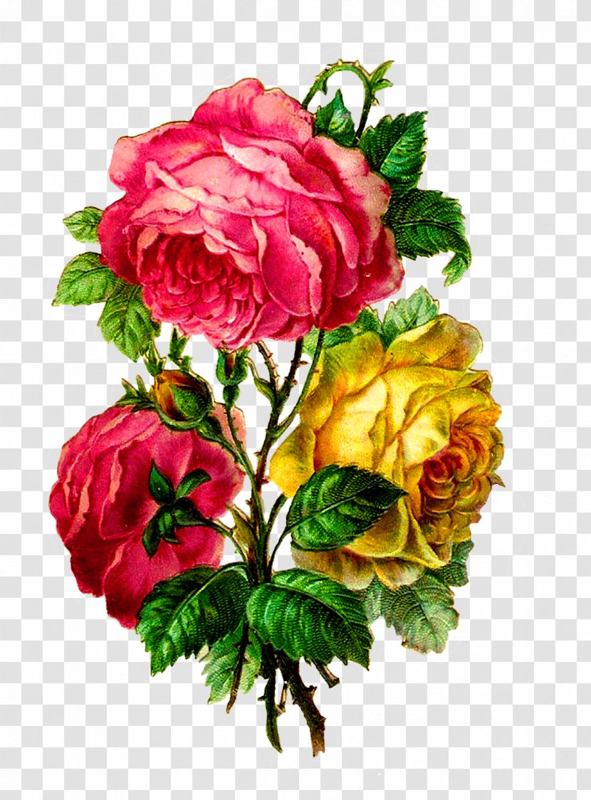 Centifolia Roses Paper Flower Bouquet Cut Flowers - Garden - Vintage Transparent PNG
