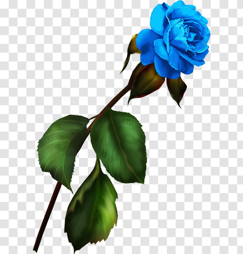Garden Roses Blue Rose Flower Clip Art - Family Transparent PNG