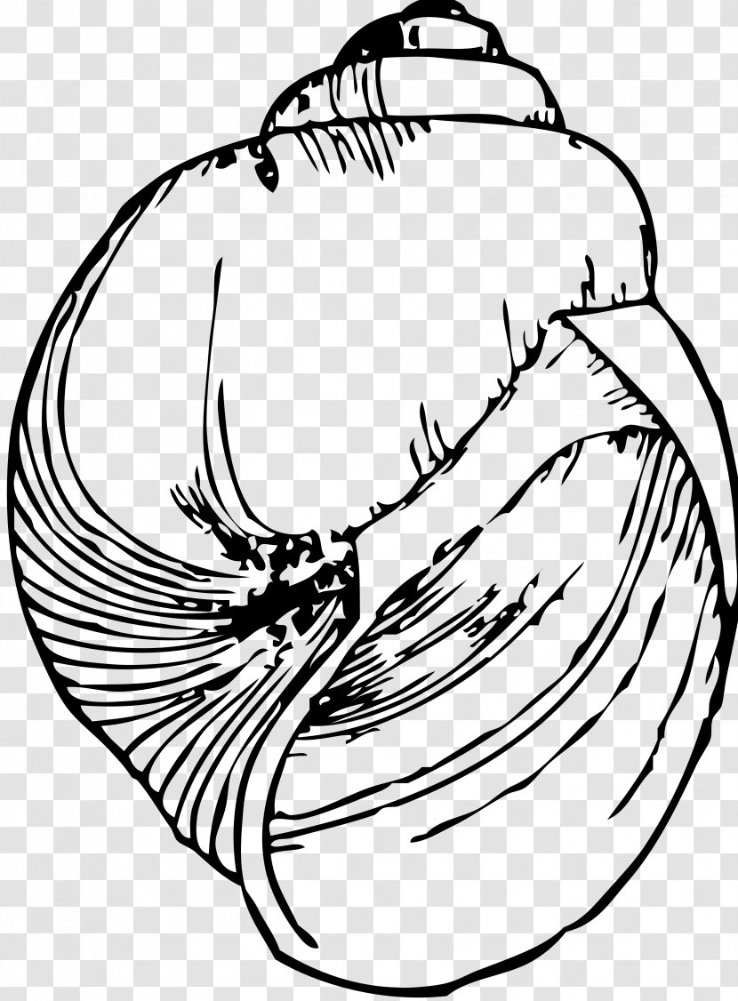 Drawing Seashell Line Art Gastropod Shell Clip - White Transparent PNG
