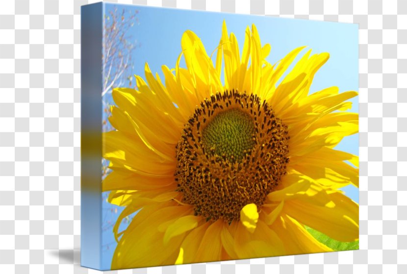 Common Sunflower Poetry For Kids: Robert Frost Work Of Art Printmaking - Heart - Oil Painting Blue Sky Transparent PNG