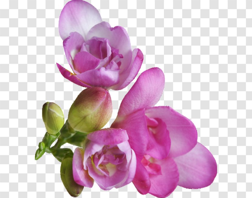 Flower Petal Clip Art - Rosa Centifolia - Tropical Transparent PNG