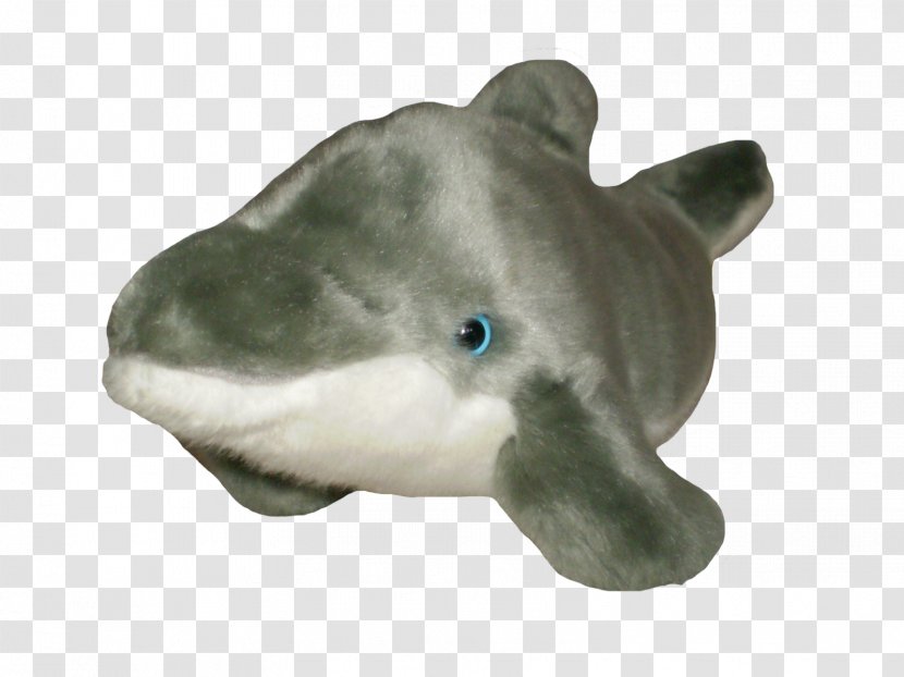 Shark Little Fish - WİLD Transparent PNG