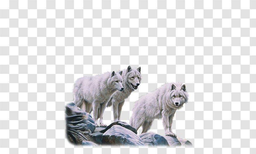 Alaskan Tundra Wolf Dog Arctic Red Deer Pack - Apex Predator Transparent PNG