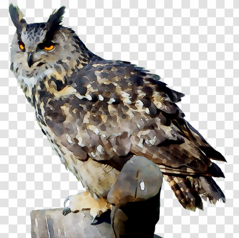 Owl Hawk Common Buzzard Fauna - Vertebrate - Great Horned Transparent PNG