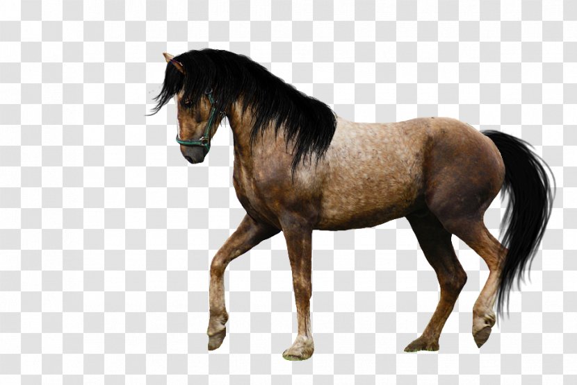 Mustang Pony Icon - Horse Image Transparent PNG