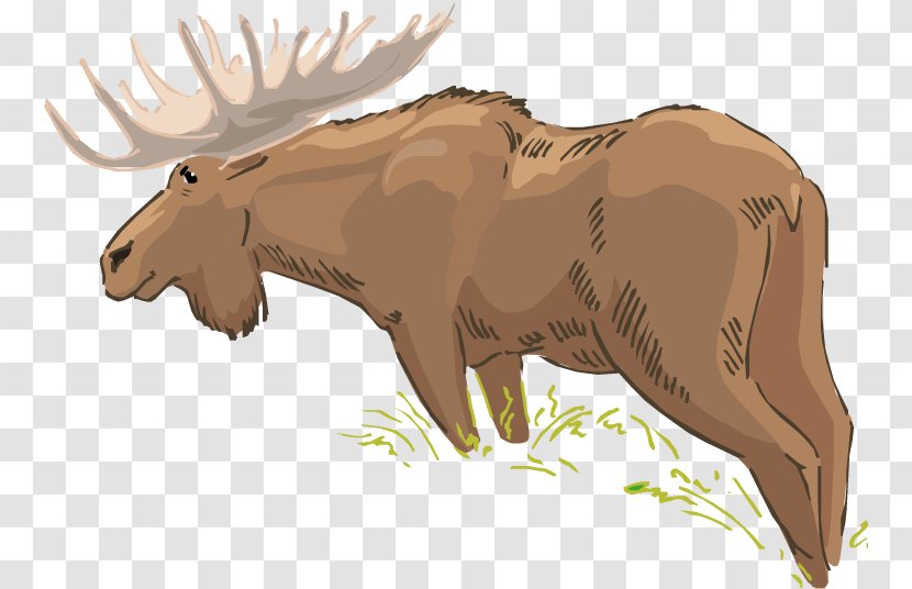Cattle Moose Bear Horse Wildlife Transparent PNG