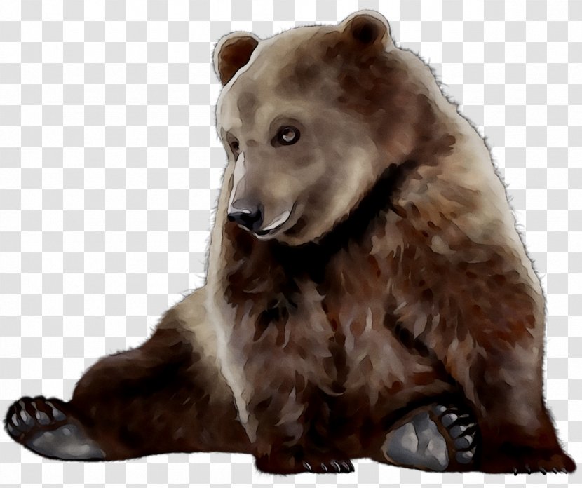 Clip Art Bear Image Download - Carnivore - Terrestrial Animal Transparent PNG