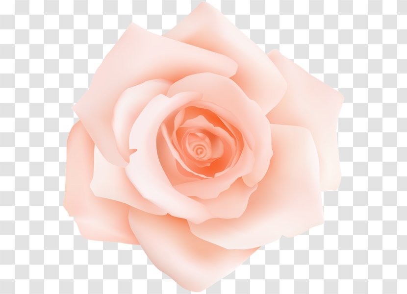 Garden Roses Centifolia Floribunda Peach Clip Art - Rose Transparent PNG