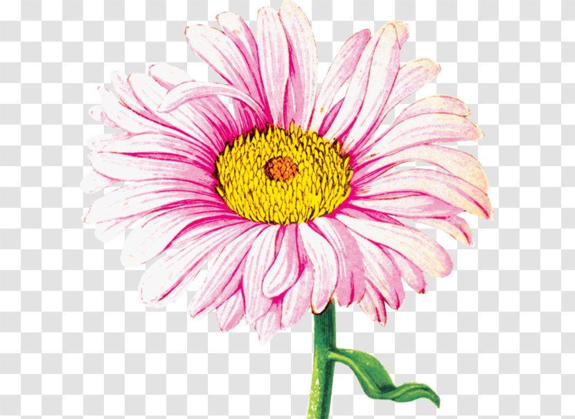 Chrysanthemum Transvaal Daisy Watercolor Painting Transparent PNG
