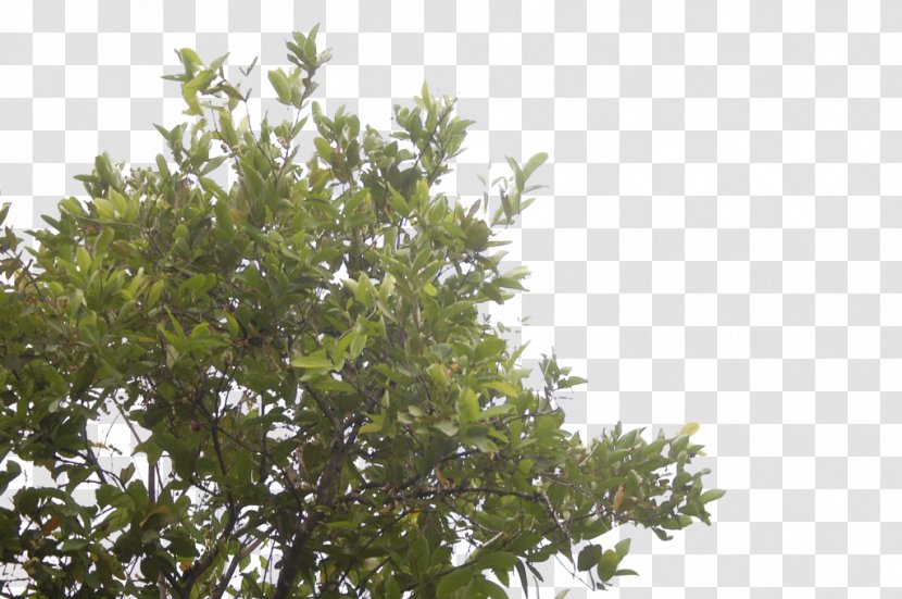 Shrub Leaf Sky Plc Branching - Tree Transparent PNG
