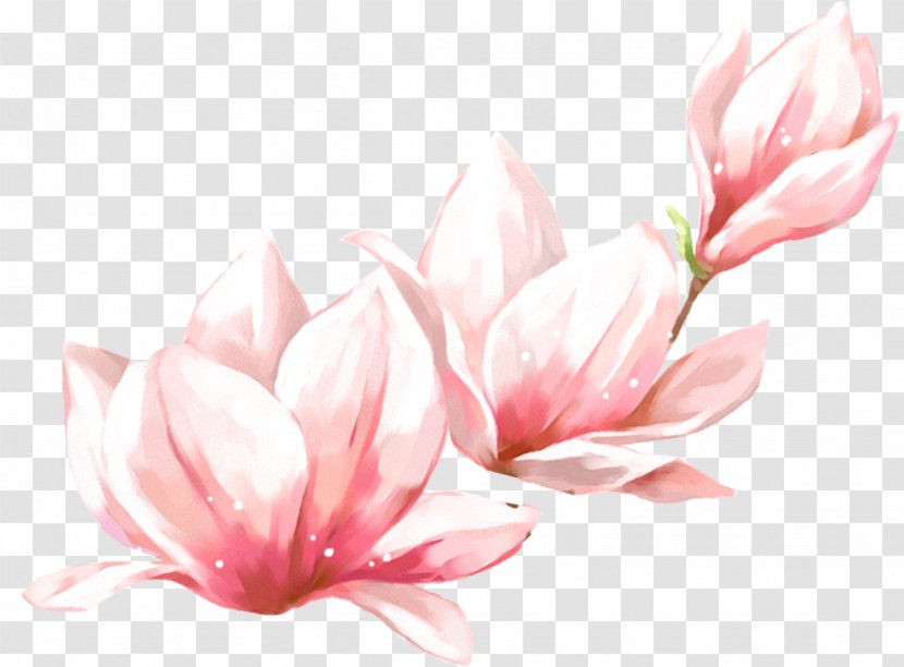 Spring Image Vector Graphics Download - Magnolia Family - Free Transparent PNG