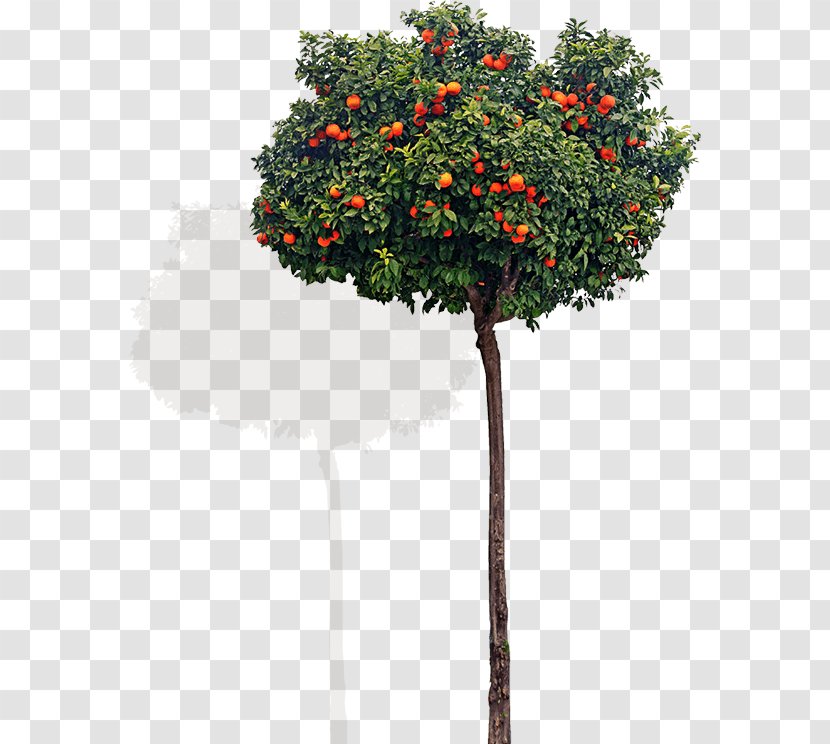 1080p ASUS Viewing Angle - Flowerpot - Tree Transparent PNG