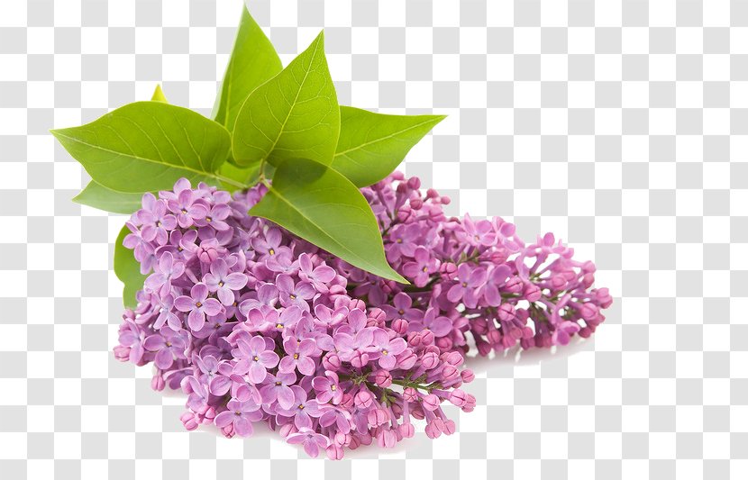 Clip Art Openclipart Common Lilac Flower - Violet - сирень Transparent PNG