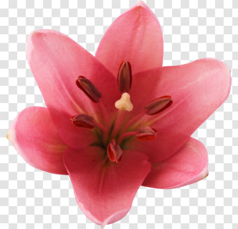 Lilium Cut Flowers Blog Email - Plant - Flower Transparent PNG