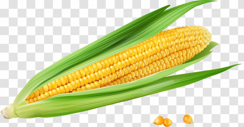 Corn On The Cob Maize Euclidean Vector Vecteur - Gold - Golden Yellow Transparent PNG