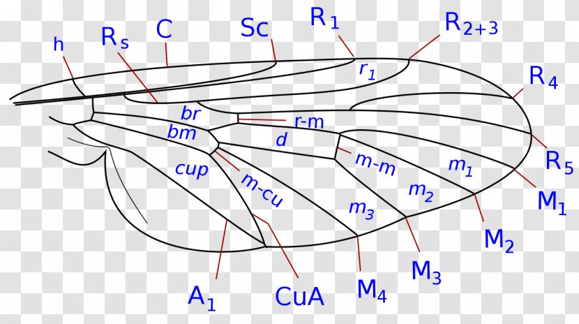 Drawing /m/02csf - Tree - Design Transparent PNG