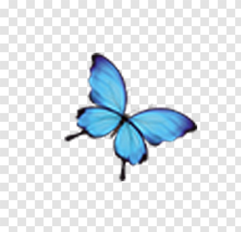 Monarch Butterfly Blue Insect - Invertebrate Transparent PNG