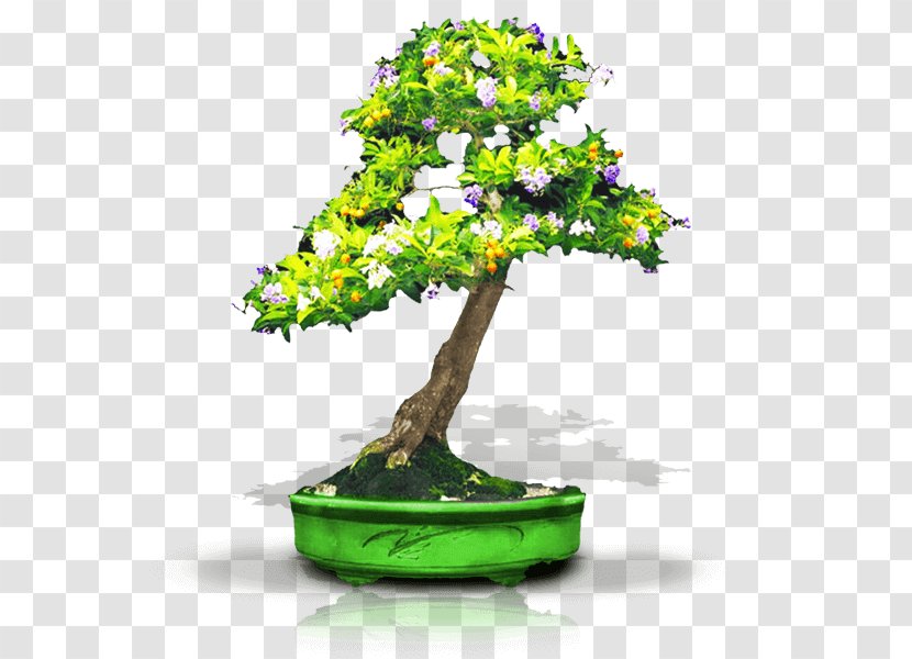 Chinese Sweet Plum Seed Bonsai Thicket Tree - Azalea Transparent PNG