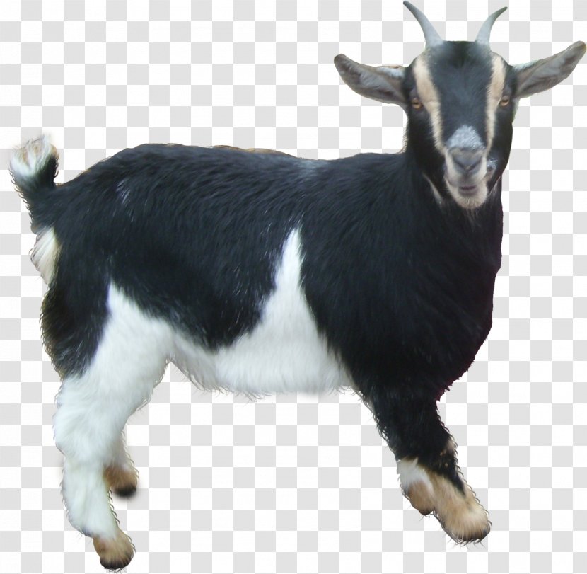 Goat Sheep - Layers Transparent PNG