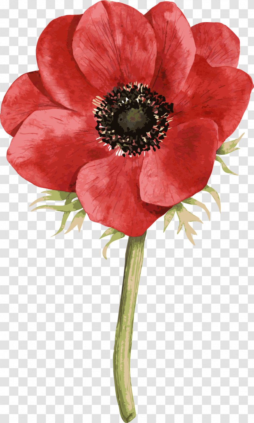 Red Hand-painted Roses - Anemone - Sea Transparent PNG