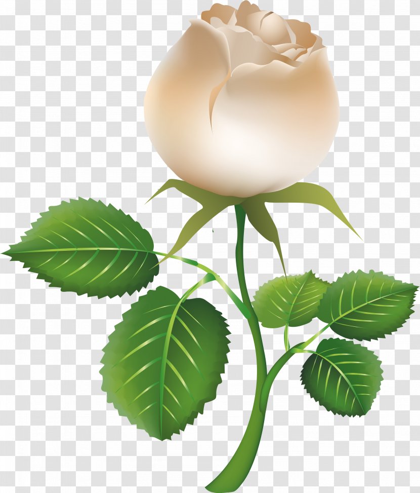 Rose White Clip Art - Photography - Rice Transparent PNG