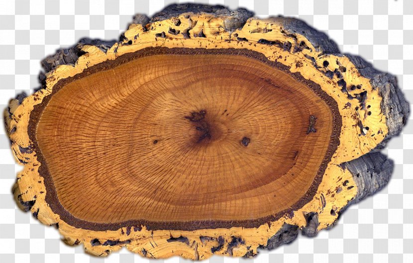 Quercus Suber Peloritani Cork Bark Ilex - Oak - In The Long Section Of Cotton Transparent PNG